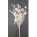 LUNARIA BLEACHED 24-30"